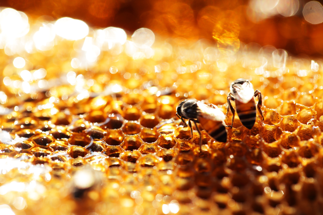 honey bee honeycomb propolis background